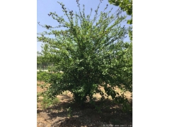 正宗紅花木槿，1~8公分規(guī)格齊全，分枝多冠幅大