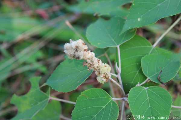 紅葉烏桕圖片紅葉烏桕基地實(shí)拍