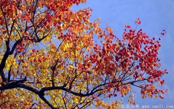 紅烏桕圖片紅烏桕基地實拍