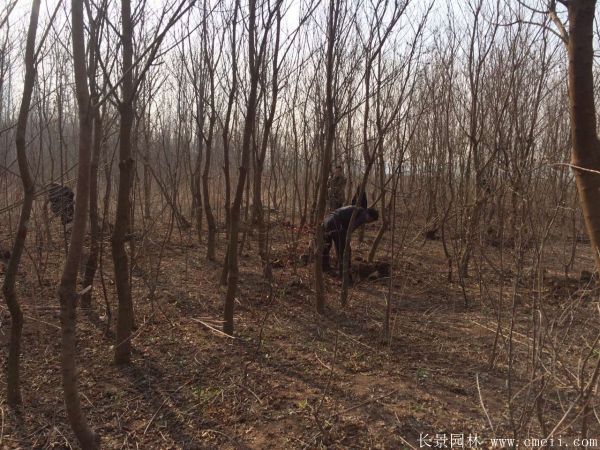 山烏桕圖片山烏桕苗木基地實(shí)拍