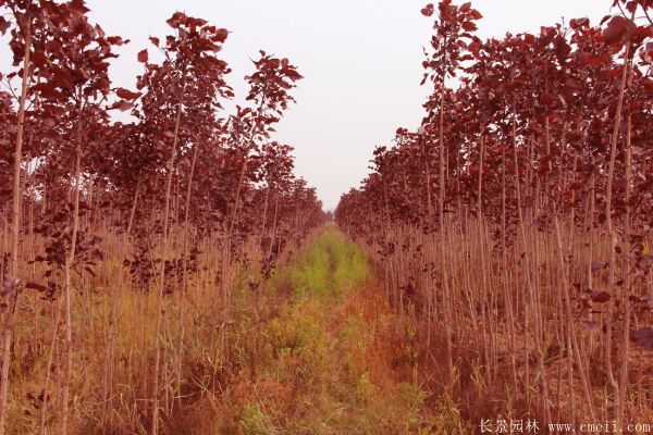 全紅楊基地全紅楊苗木圖片