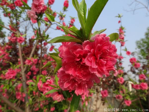 桃樹圖片桃樹基地實(shí)拍