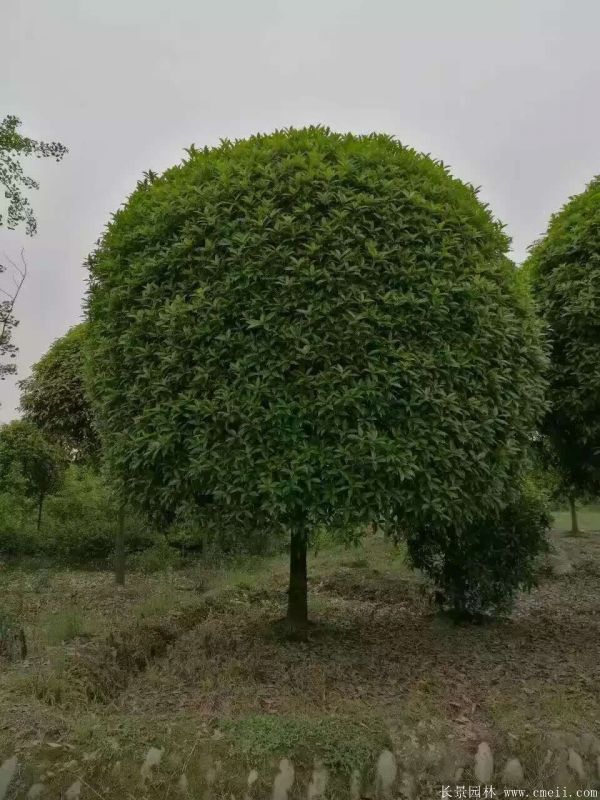 桂花樹圖片桂花樹基地實(shí)拍