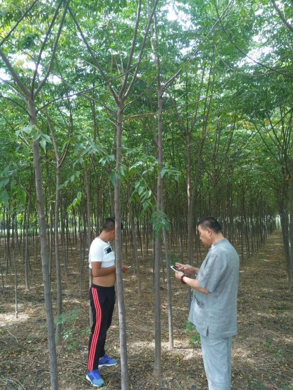 苦楝樹(shù)圖片苦楝樹(shù)基地實(shí)拍 苦楝樹(shù)圖片苦楝樹(shù)基地實(shí)拍