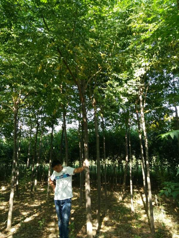 苦楝樹(shù)圖片苦楝樹(shù)基地實(shí)拍 苦楝樹(shù)圖片苦楝樹(shù)基地實(shí)拍