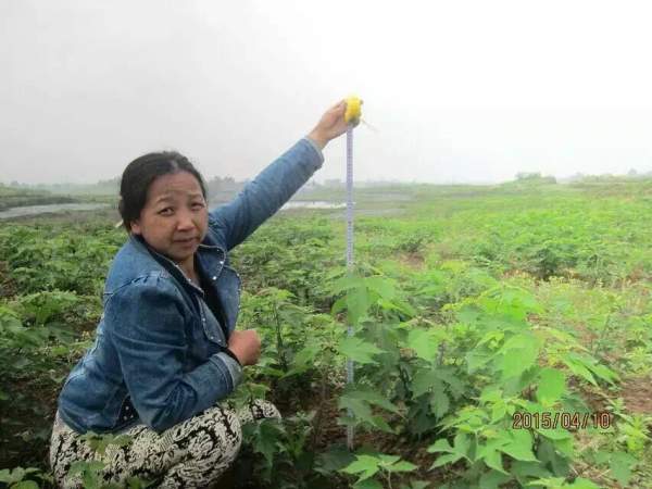 茍樹圖片茍樹基地實(shí)拍