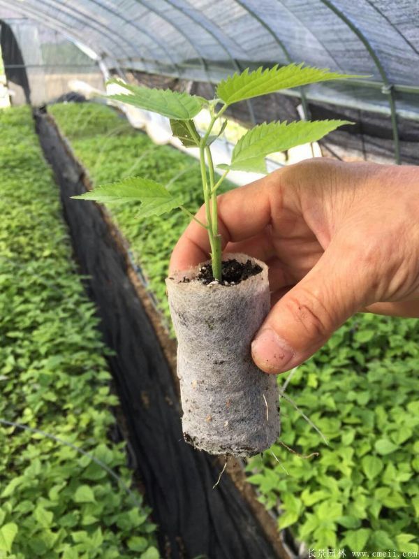 茍樹圖片茍樹基地實(shí)拍