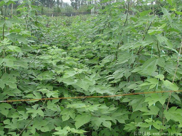 茍樹圖片茍樹基地實(shí)拍