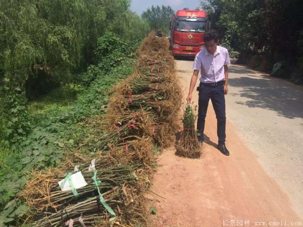 茍樹圖片茍樹基地實(shí)拍