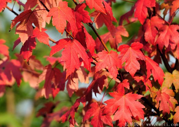 美國紅楓圖片美國紅楓基地實(shí)拍