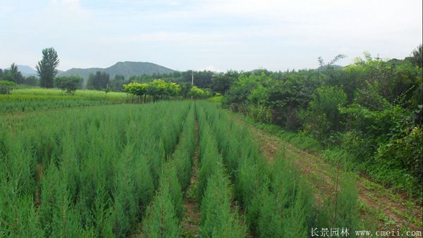 鉛筆柏圖片鉛筆柏基地實拍