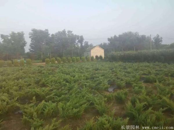 沙地柏圖片沙地柏基地實拍