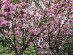 櫻花樹(shù)桿是什么顏色？