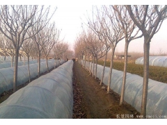 櫻花多少錢(qián)一棵？