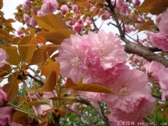 「內(nèi)部文件」江蘇櫻花樹苗批發(fā)價(jià)格單曝光！