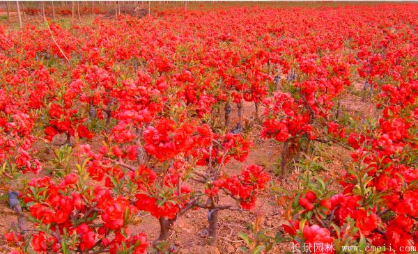 貼梗海棠圖片基地實(shí)拍 貼梗海棠圖片基地實(shí)拍