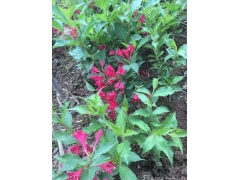 50公分紅王子錦帶價(jià)格是多少？