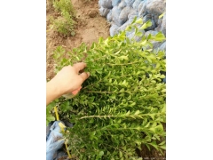 30公分40公分50公分小葉黃楊價格多少錢一棵？