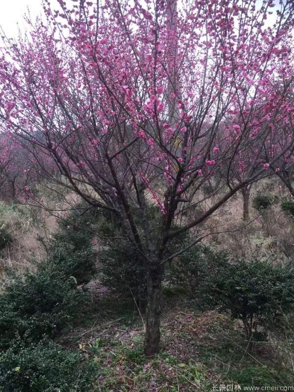 紅梅樹紅梅花圖片基地實拍 紅梅樹紅梅花圖片基地實拍