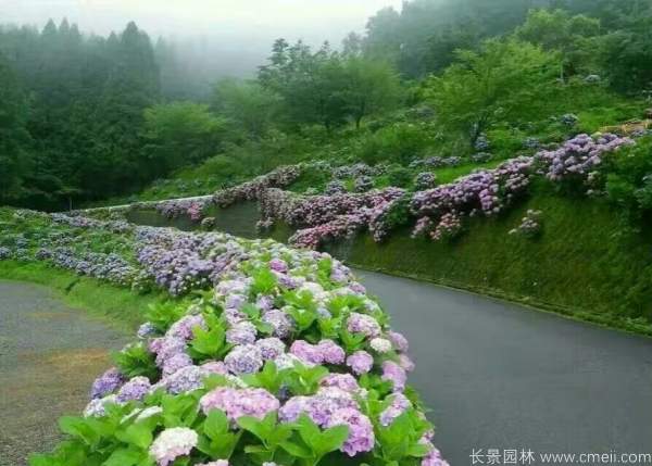 八仙花圖片基地實拍