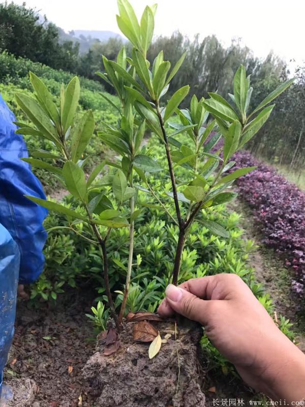 毛鵑圖片基地實(shí)拍