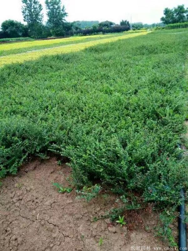 平枝荀子圖片基地實(shí)拍