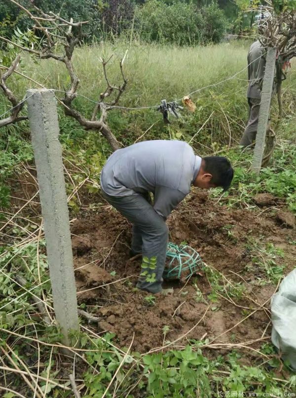 凌霄花苗圖片基地實拍