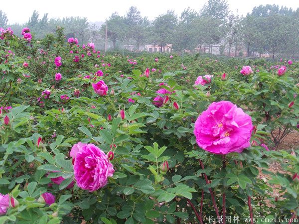 正宗玫瑰花開(kāi)花圖片