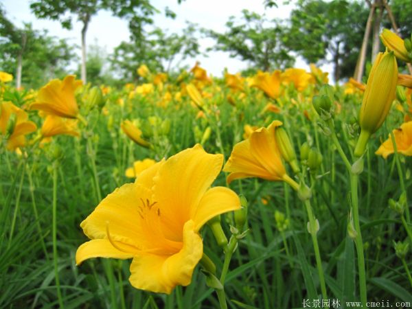 黃花萱草基地實(shí)拍圖片