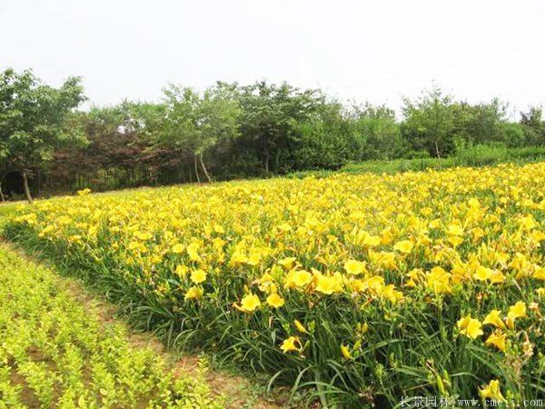 黃花萱草基地實(shí)拍圖片