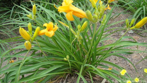 黃花萱草基地實(shí)拍圖片