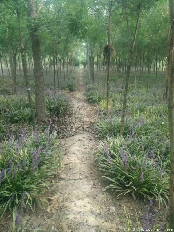 花葉麥冬基地實拍圖片