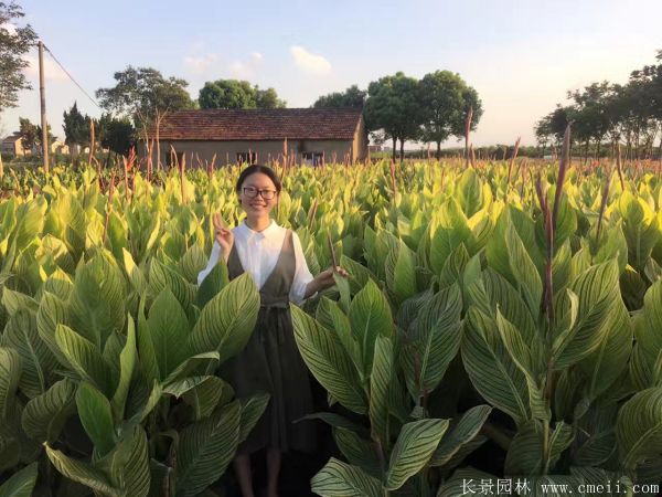 花葉美人蕉基地實拍圖片