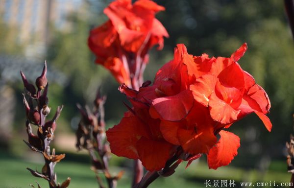 大花美人蕉基地實(shí)拍圖片