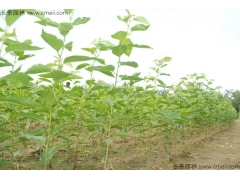 櫻花苗價(jià)格哪家比較低？