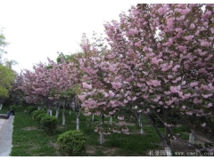 你一定不知的國內(nèi)目前較大的櫻花基地在哪？