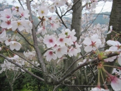 2017年批發(fā)櫻花最熱門產(chǎn)地在哪？
