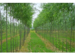  園林綠化用柳樹(shù)苗多少錢一棵