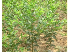 咨詢櫻花樹苗價(jià)格，先來比較大的櫻花種植區(qū)考
