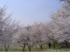 櫻花樹苗8_10公分價(jià)格近日來有所上漲，入手要快