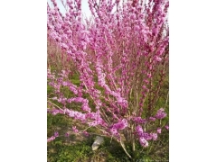 叢生紫荊多少錢(qián)一棵？