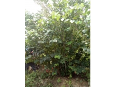 哪里有質(zhì)量好價(jià)格便宜的叢生紫荊賣(mài)？