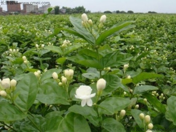 茉莉花種子發(fā)芽出苗圖片