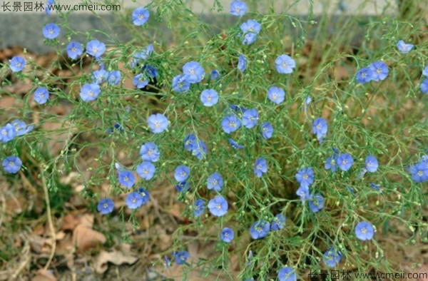 藍花亞麻種子發(fā)芽出苗圖片