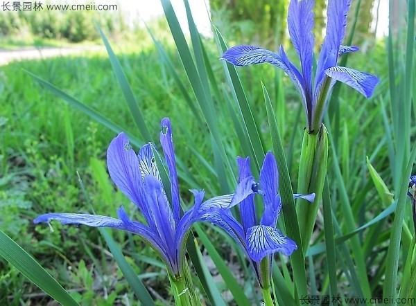 馬蘭種子發(fā)芽出苗圖片