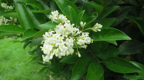 日本女貞開(kāi)花圖片