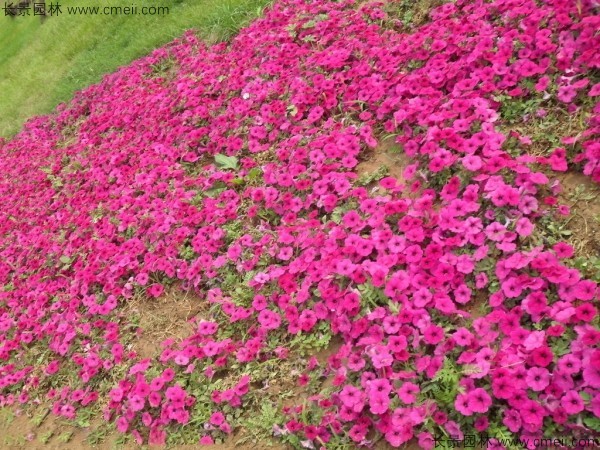 牽?；ǚN子發(fā)芽出苗開花圖片