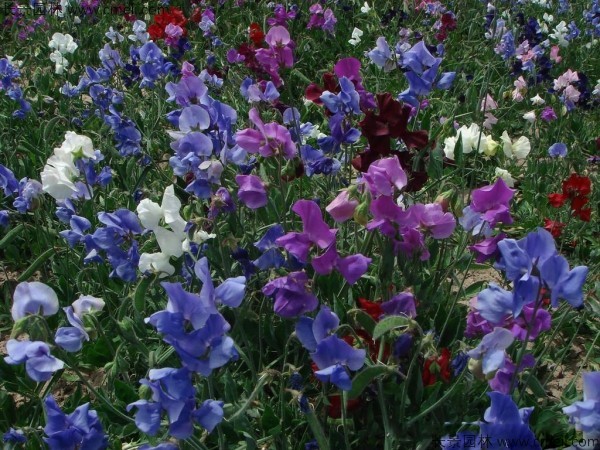 豌豆發(fā)芽出苗開(kāi)花圖片