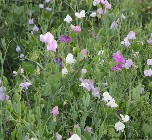 豌豆發(fā)芽出苗開(kāi)花圖片