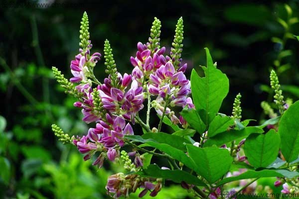 植物血藤開(kāi)花圖片